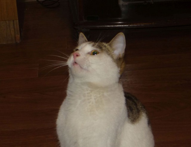 Котовторник 28.03.2017