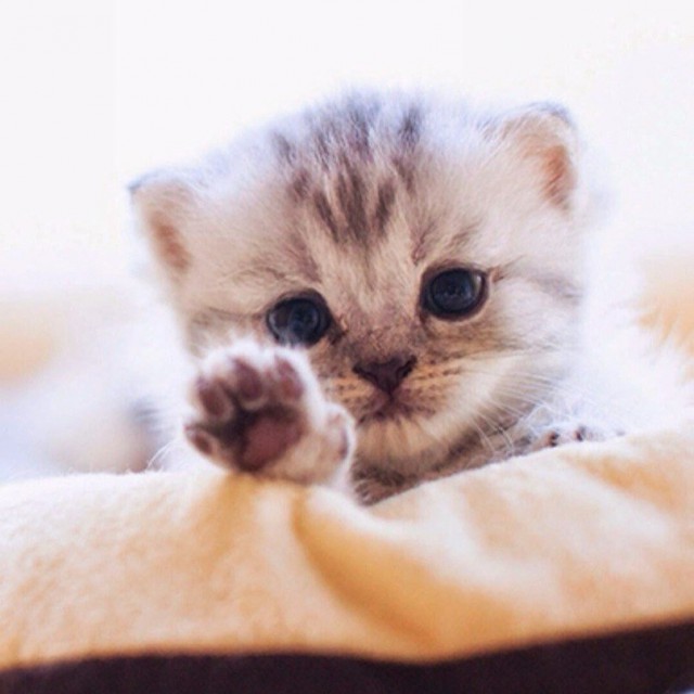 Коты и Кошки