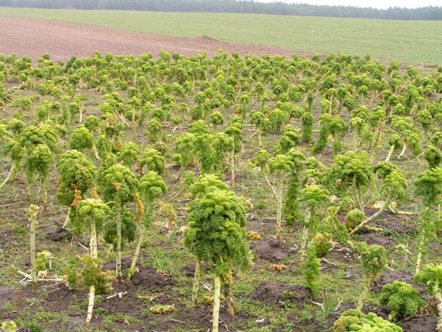 Поездка в Германию, 2007 год. Ностальгия блин...