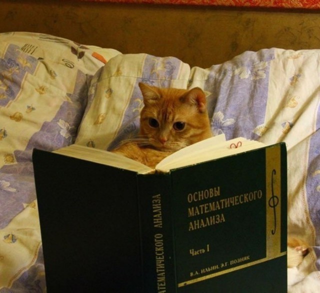 Коты и Кошки