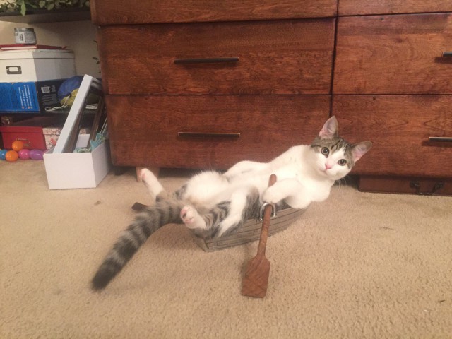 Коты и Кошки