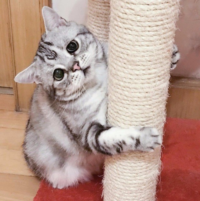 Коты и Кошки