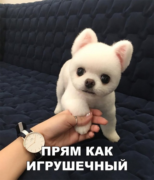 Живность из сети