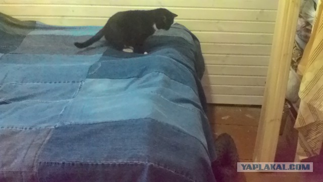 История одного котенка