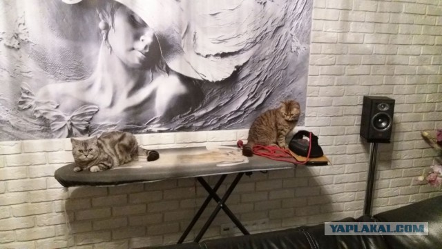 Кот без прикрас