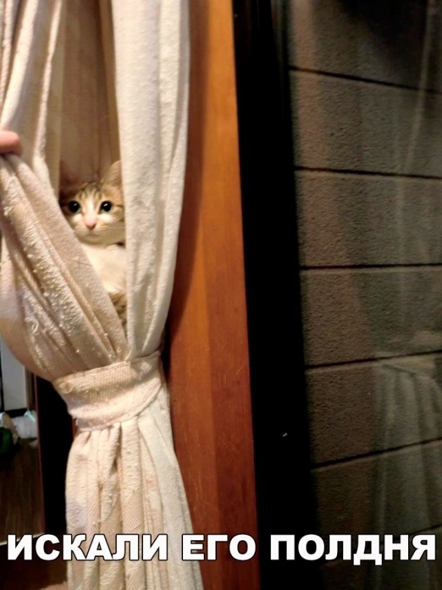Неадекватные коты