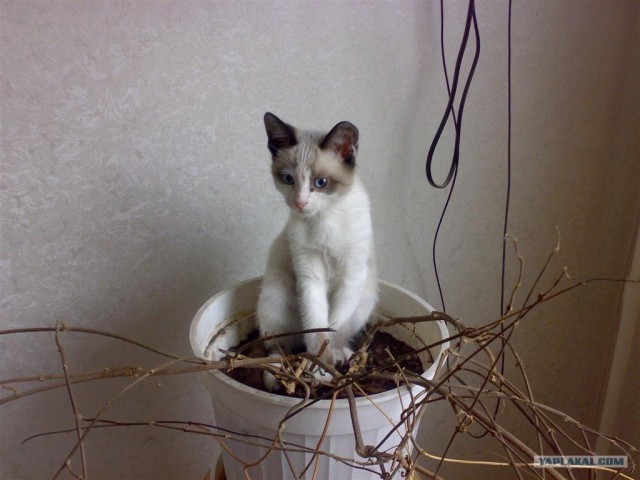 Ура, котовторник! (01.07.2008)