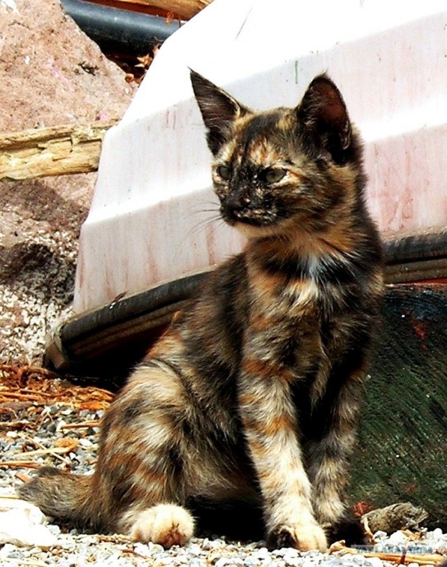 Котовторник на ЯПлакалъ