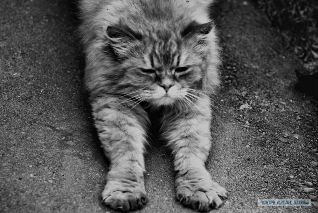 Коты на вторник на ЯПлакалъ (07.10.2008)