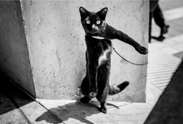 Прикольных котов пост
