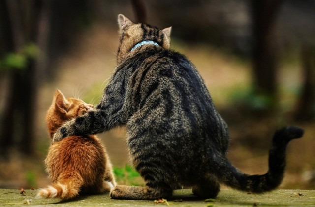 Котовторник: Кошки и ягнёнок