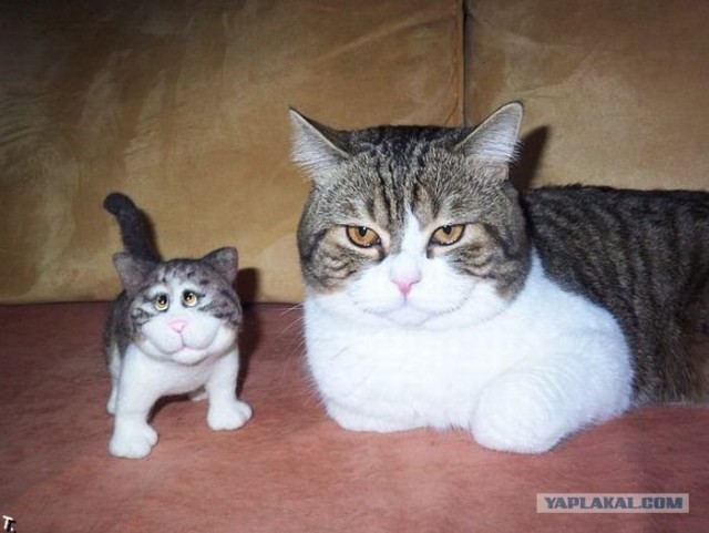 Профессиональный котовторник