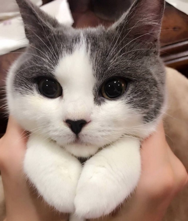 Прикольных котов пост