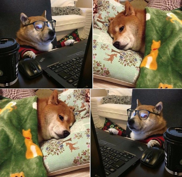 Живность из сети