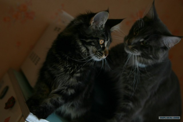 Котовторник! 13.03.2012