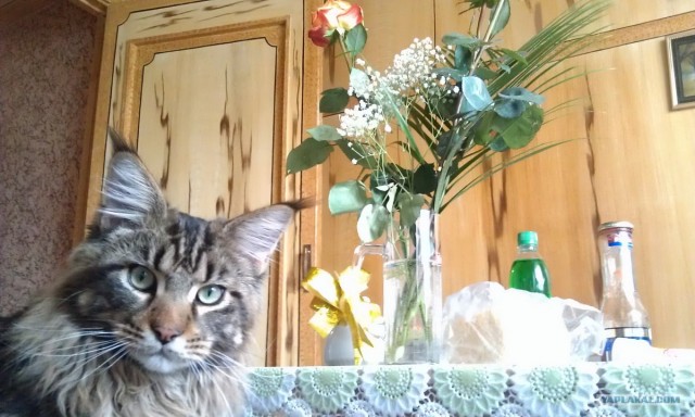 Котовторник 1 мая 2012