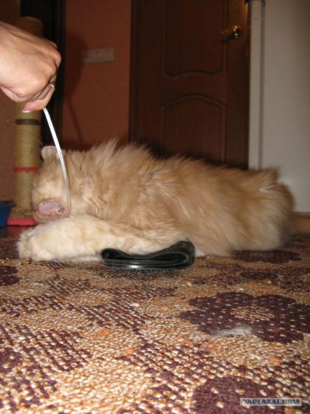 Котовторник 10. 07. 2012