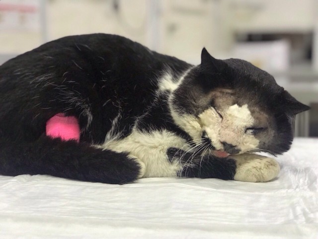 Тема про несчастного кота, в которой всем хорошим людям автор показывает сиськи!2
