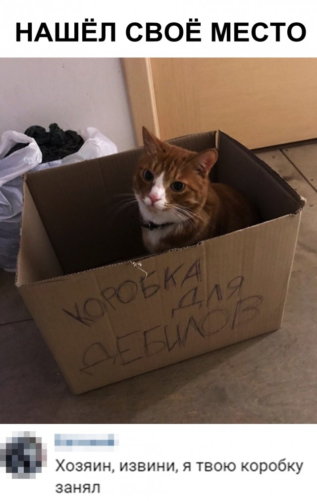 Забавные фото котеек