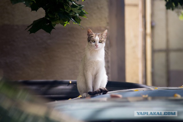 Котовторник 23.07.2019.