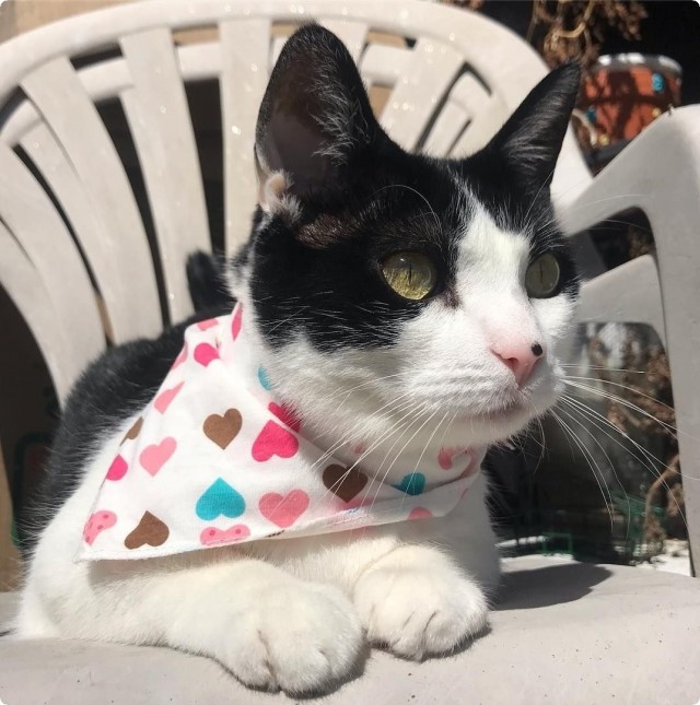 Котофеев пост