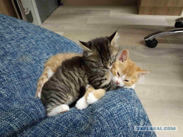 Котопост. Просто антикризисный котопост