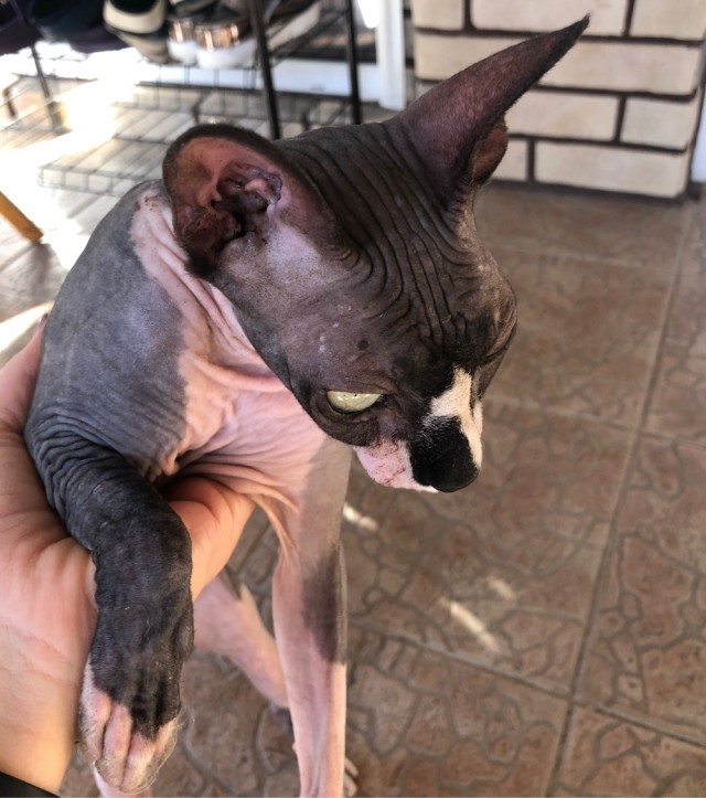 Котовторник