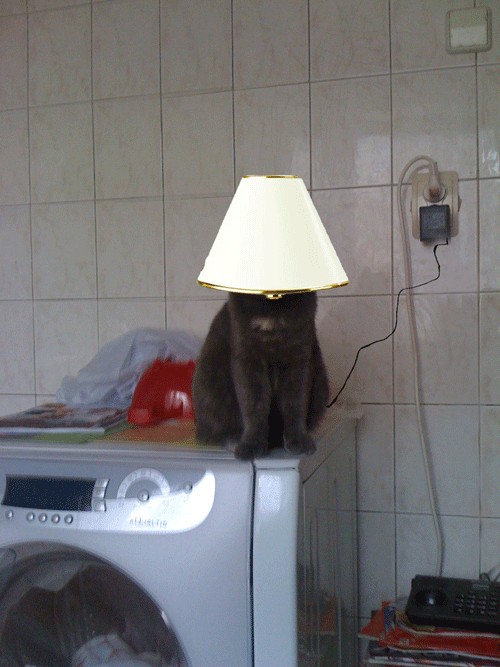 Отжабте моего кота