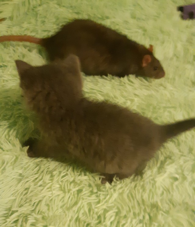 Котовторник 20.10.20