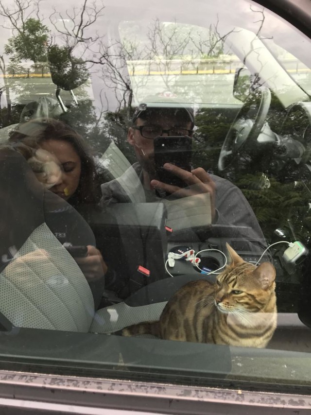 Фотографии, которые доказывают, что кошки самые большие сволочи