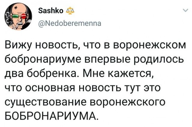 Как зимует бобр: 6 особенностей из жизни «лесного строителя»