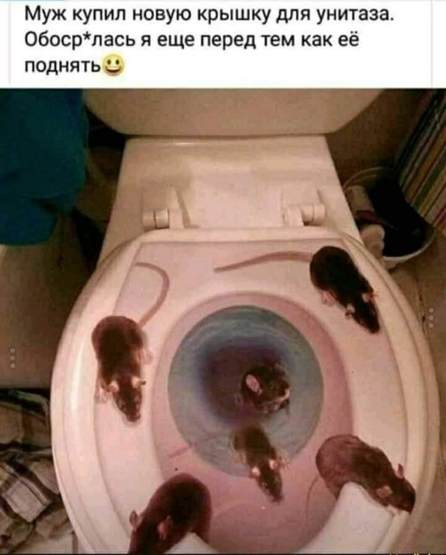 Всяческие картинки 24.11.2021