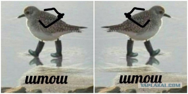 Картинка штош с котом