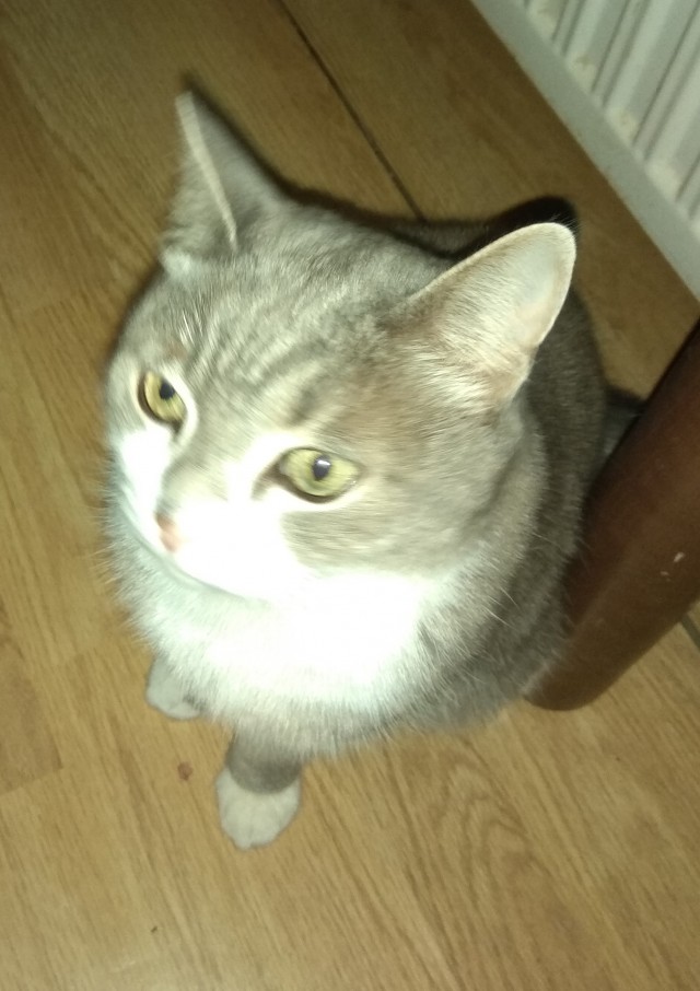 Котовторник 18.10.22
