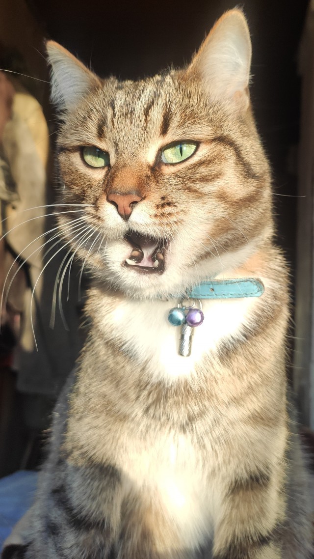 Котовторник