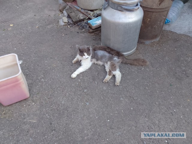 История одного котенка