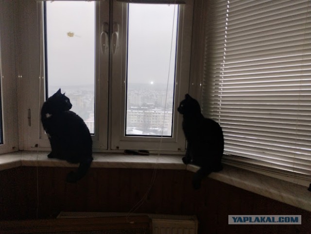 Рождественский найдёныш