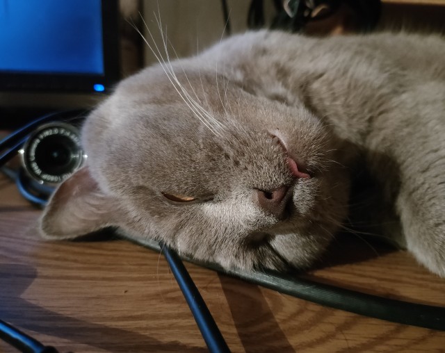 Всем кота за мой счёт. Я настаиваю