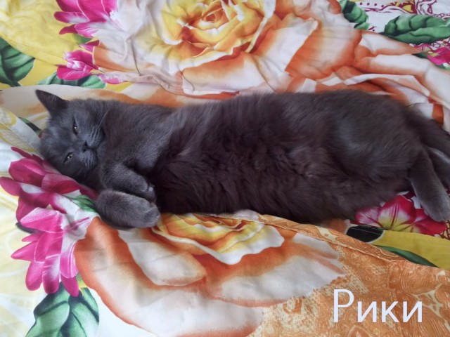 Жизнь домашнего приюта "Котоленд" 430