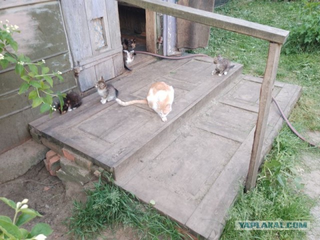 Жизнь домашнего приюта для котеек 497