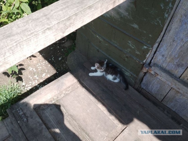 Жизнь домашнего приюта для котеек 499
