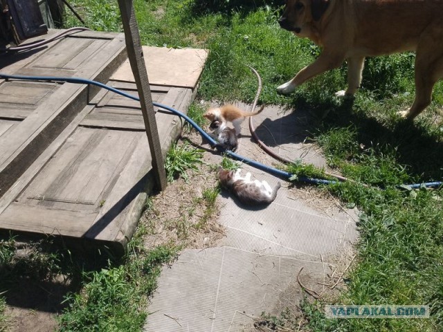 Жизнь домашнего приюта для котеек 503