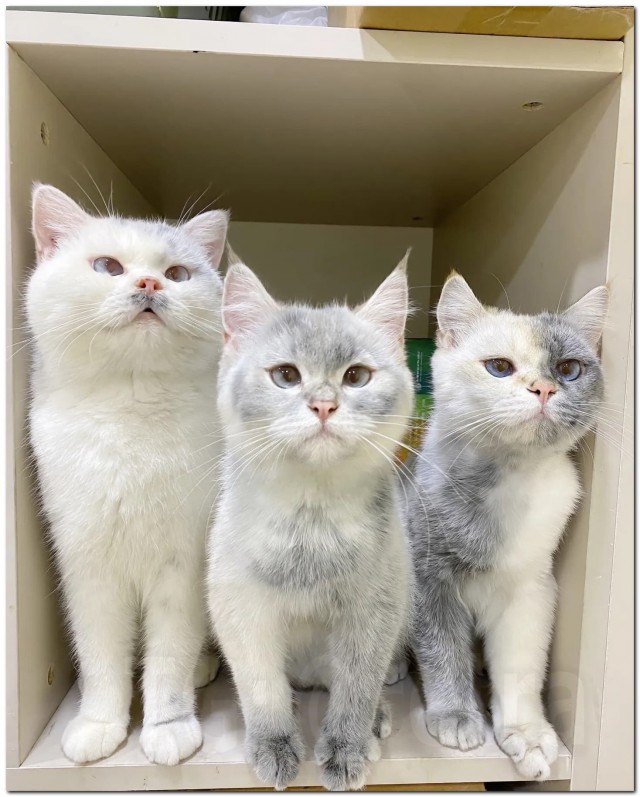 «Грязные» котики