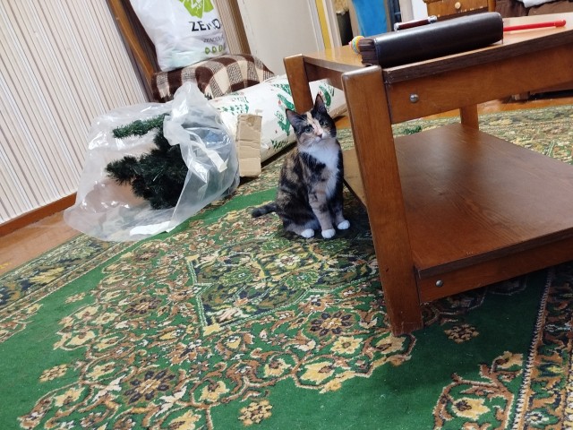 Последний котовторник в этом году