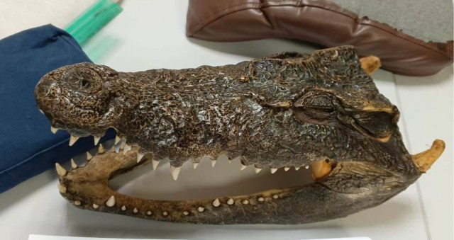 Голову крокодила изъяли таможенники в Уфе