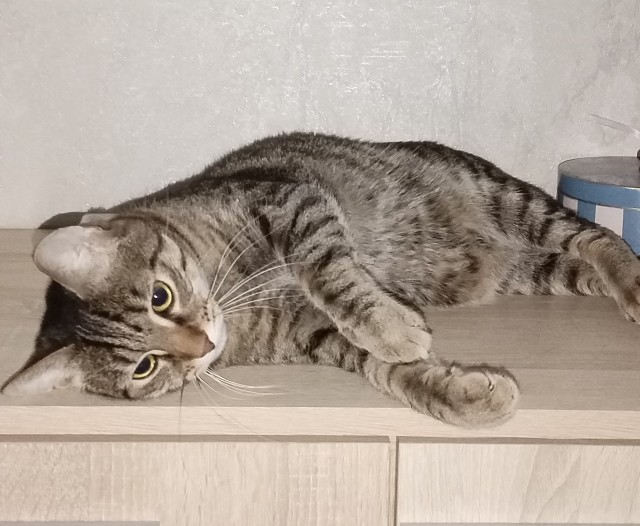 Это что, котовторник?