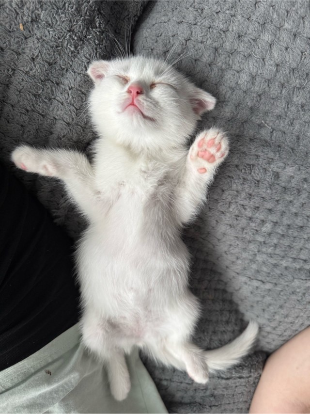 Котовторник
