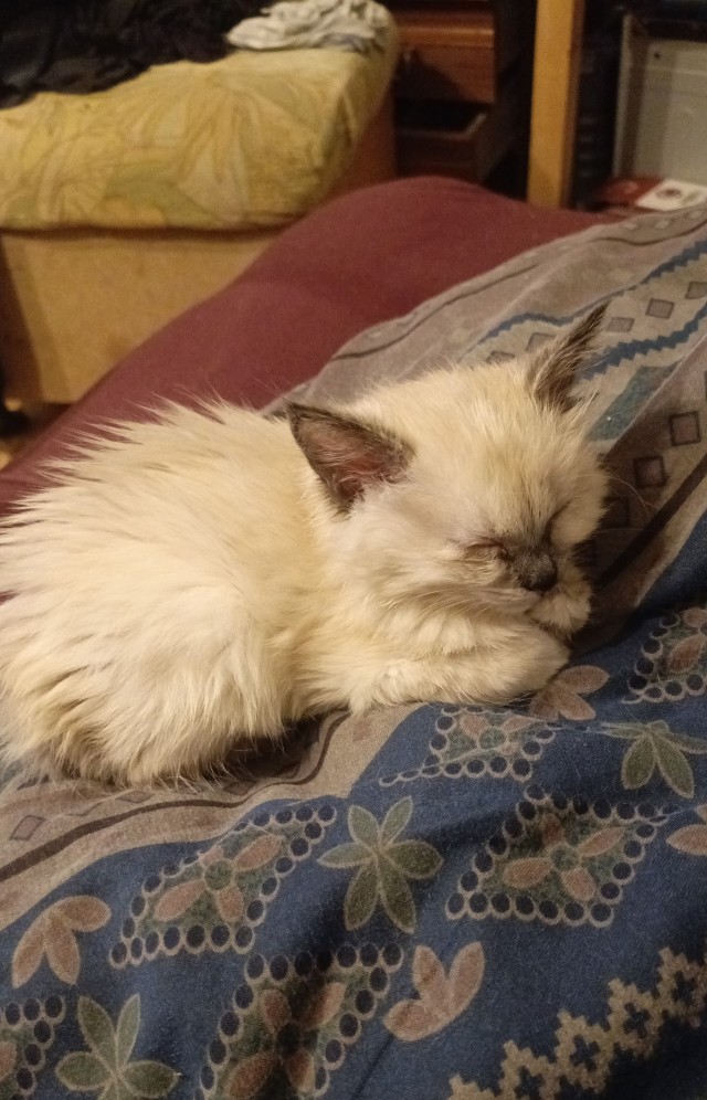 Кота вштырило