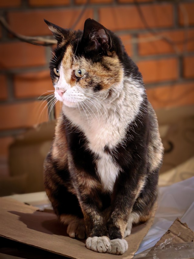 Моя жена не умеет фоткать кота