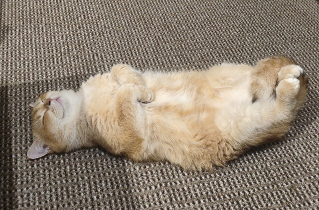 У нас кот